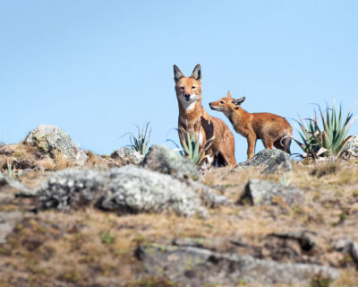 Endemic wildlife