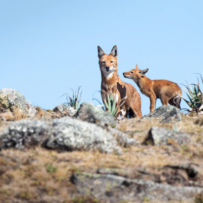 Endemic wildlife
